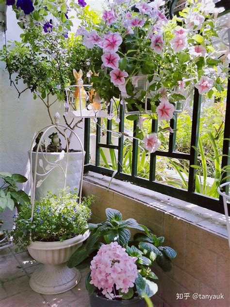 阳台风水植物|家里阳台养什么花风水好一点（4种 “招财花”，美观大方旺风水）